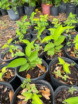 Sugar apple plants seedling