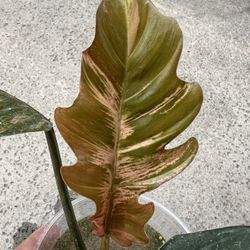 Philodendron Caramel Marble Variegated 