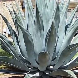 Super Large Agave Plant *View Photos*