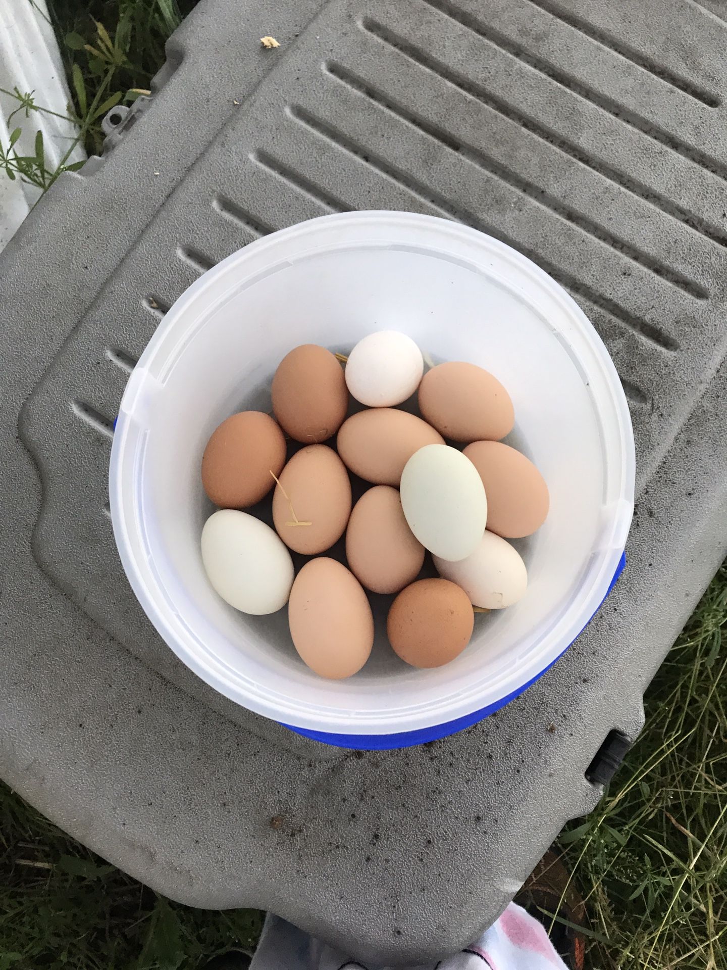 Fresh farm eggs. 3.50 a dozen