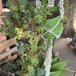Plant