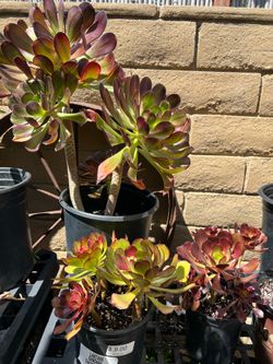 Aeoniums succulent plants