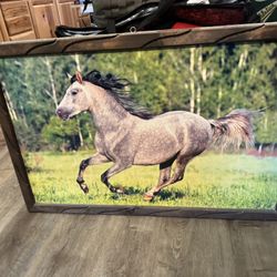 Horse Picture
