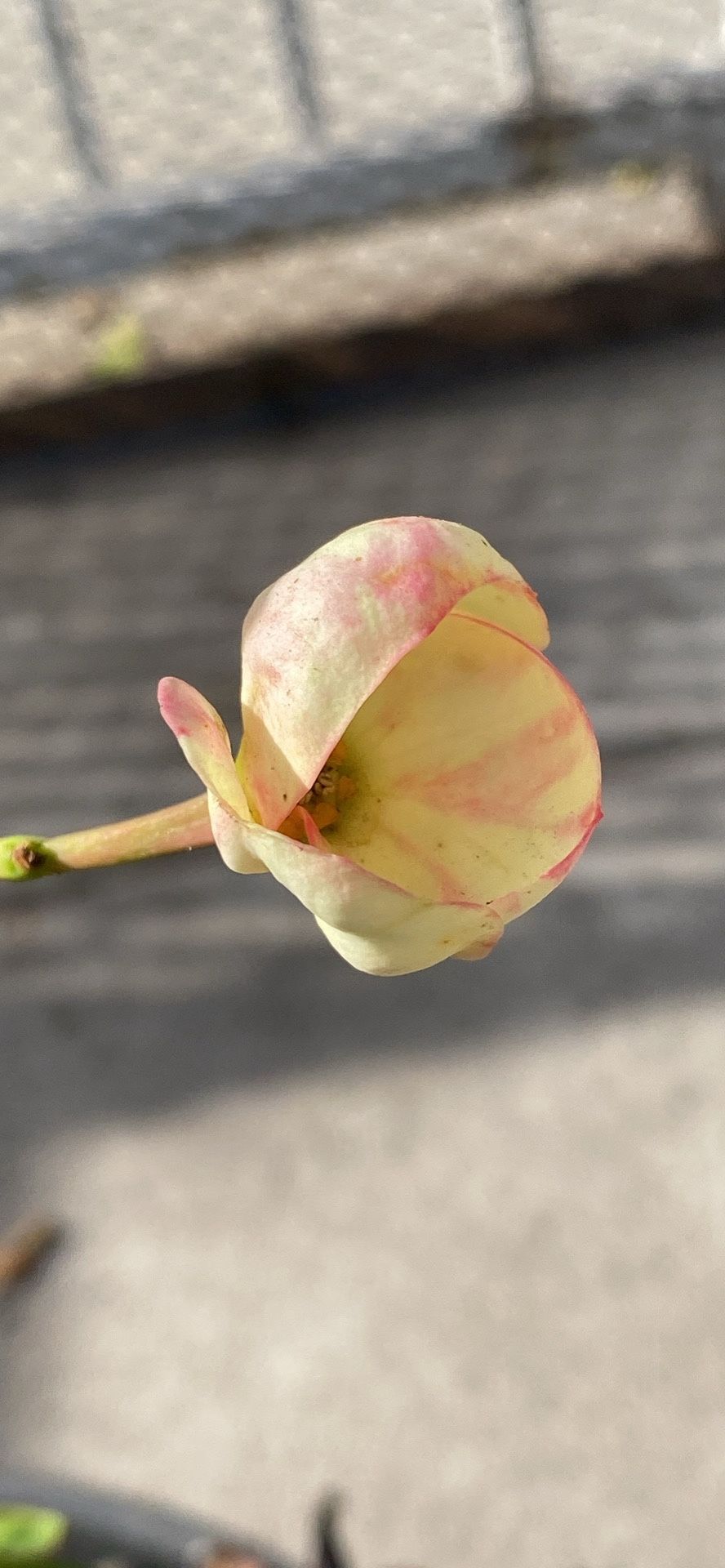 Corona De Cristo Silver Cup