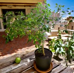 Beautiful 5.5ft Citrus 🍋 Lemon Tree