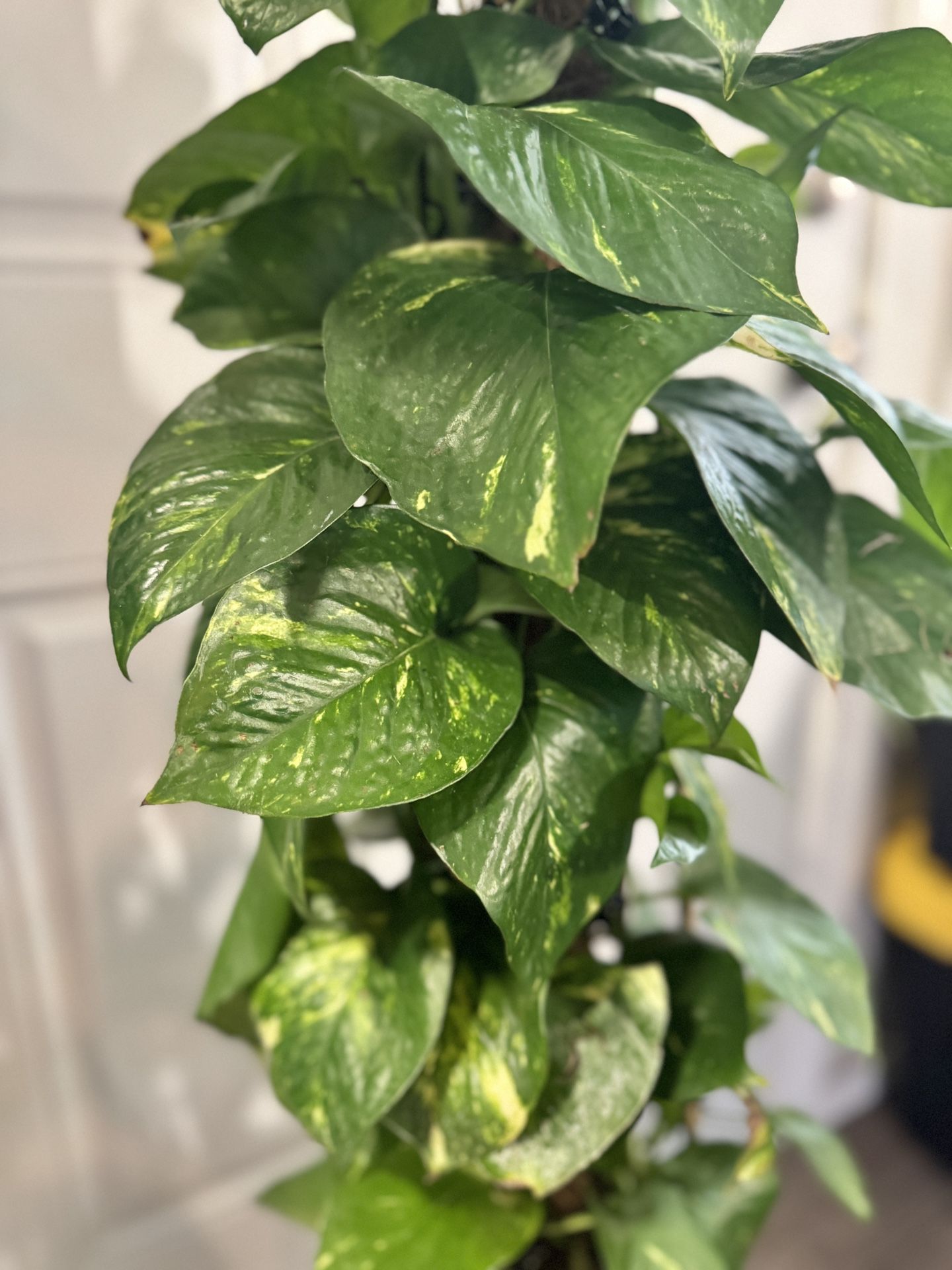 Huge Golden Pothos (Epipremnum aureum) In Ceramic Pot With Moss Pole