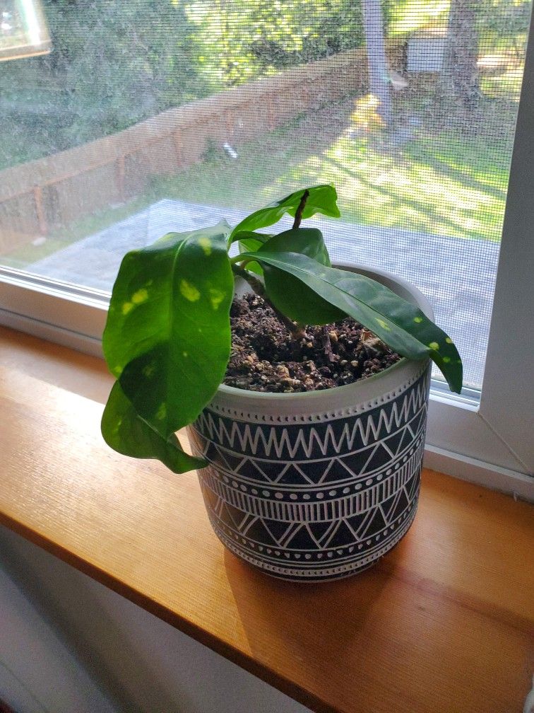 Rehoming Plant In Tribal Design Ceramic Pot