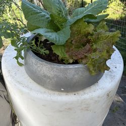 Salad Bowl