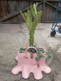 Variegated cactus and ceramic pot