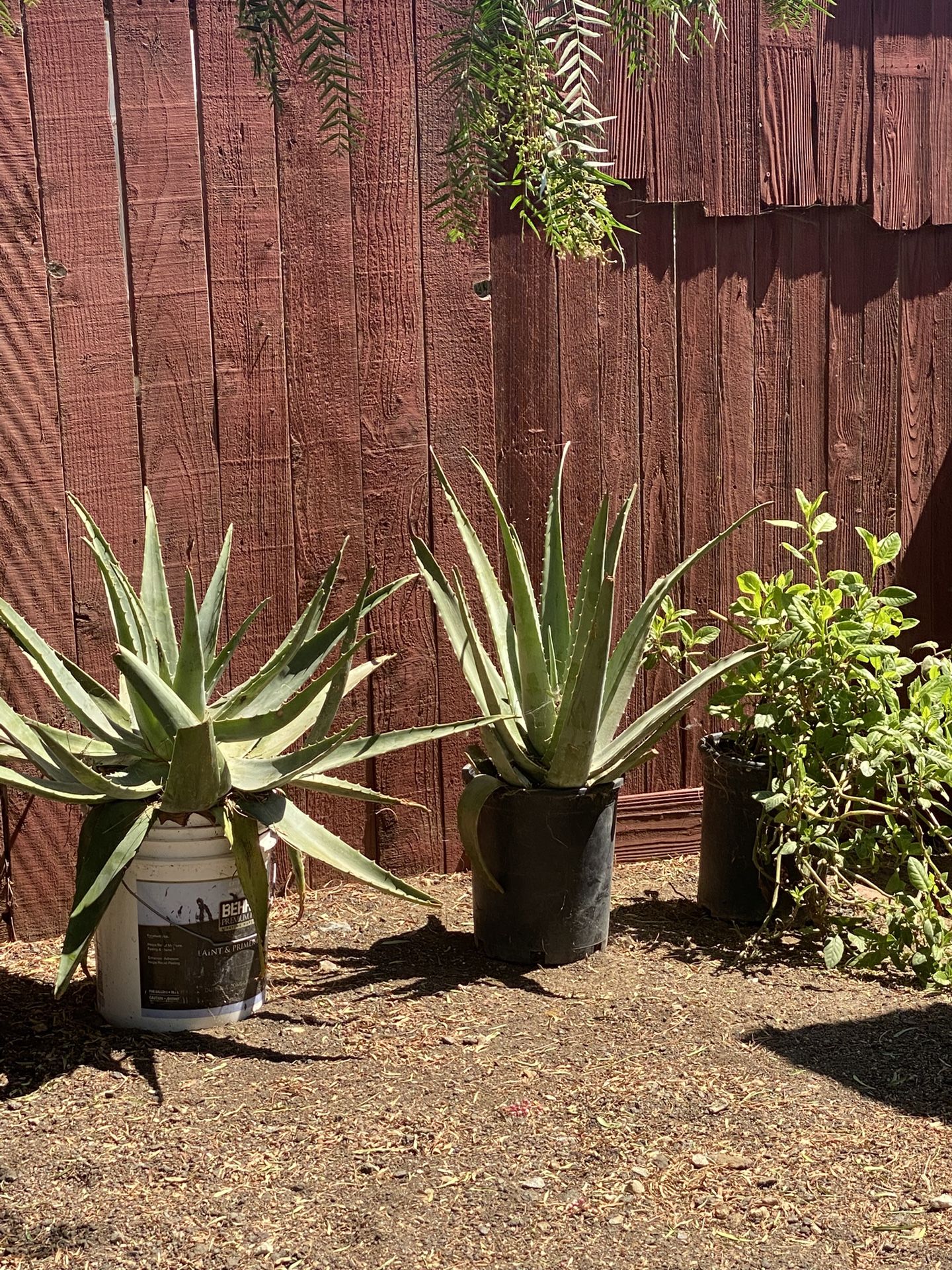 Plants