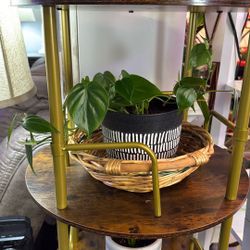 Heartleaf Philodendron