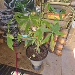 4ft 6in Tall Money Tree Plant In Black Urn