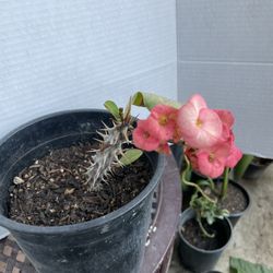 HERMOSAS PLANTAS NATURALES “CORONA DE CRISTO PLANT 