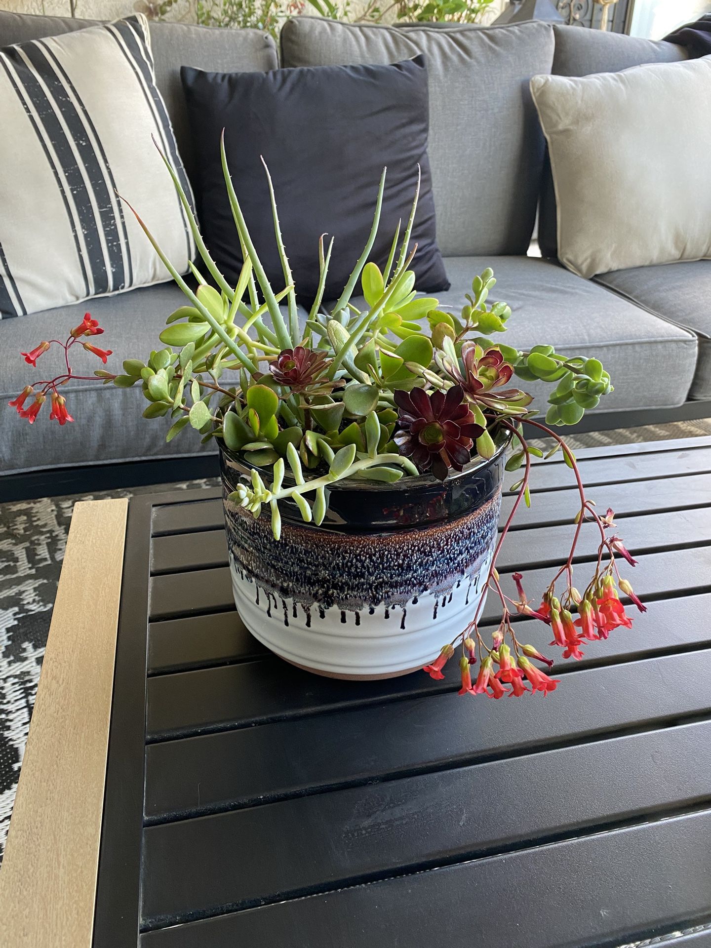 Medium Size ceramic pot with 7 Varieties Of succulents-great Gift!