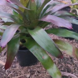 Plants 