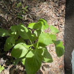 Jamaican Vervain Plant