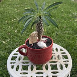 Very Healthy Madagascar Palm Tree In Nice Cup 