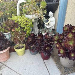 Succulents