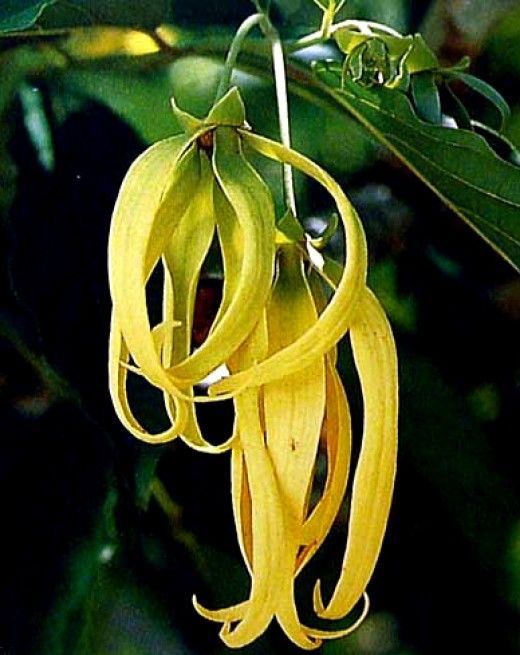 Ylang Ylang Trees