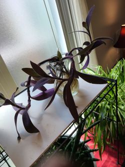 Bleeding Hearts  plant