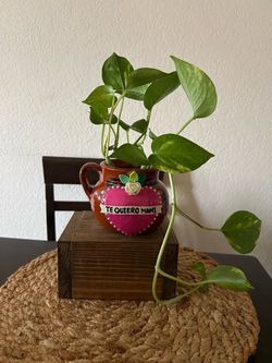 Disponible Planta en Jarrito Mexicano $25 plantita Bella y saludable en el area de Ontario
