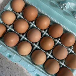 Free range fresh eggs 