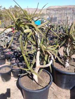 Aloe Tree Bainesii