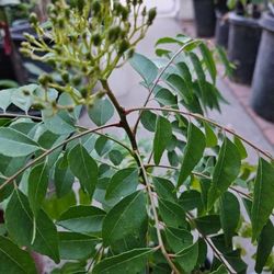 Flowering Curry Plant 