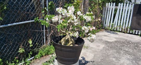 Adenium Dessert Rose's