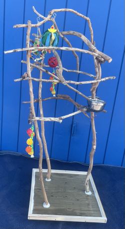 Parrot Perch Tree / African Grey Or Amazon Sized … The Great Socializer! Lasts For Years.