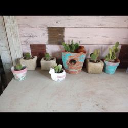 Mini Cactus
