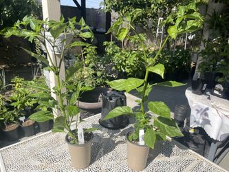 $10 Special Red Ghost Pepper Plants