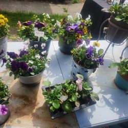 Flowers And More