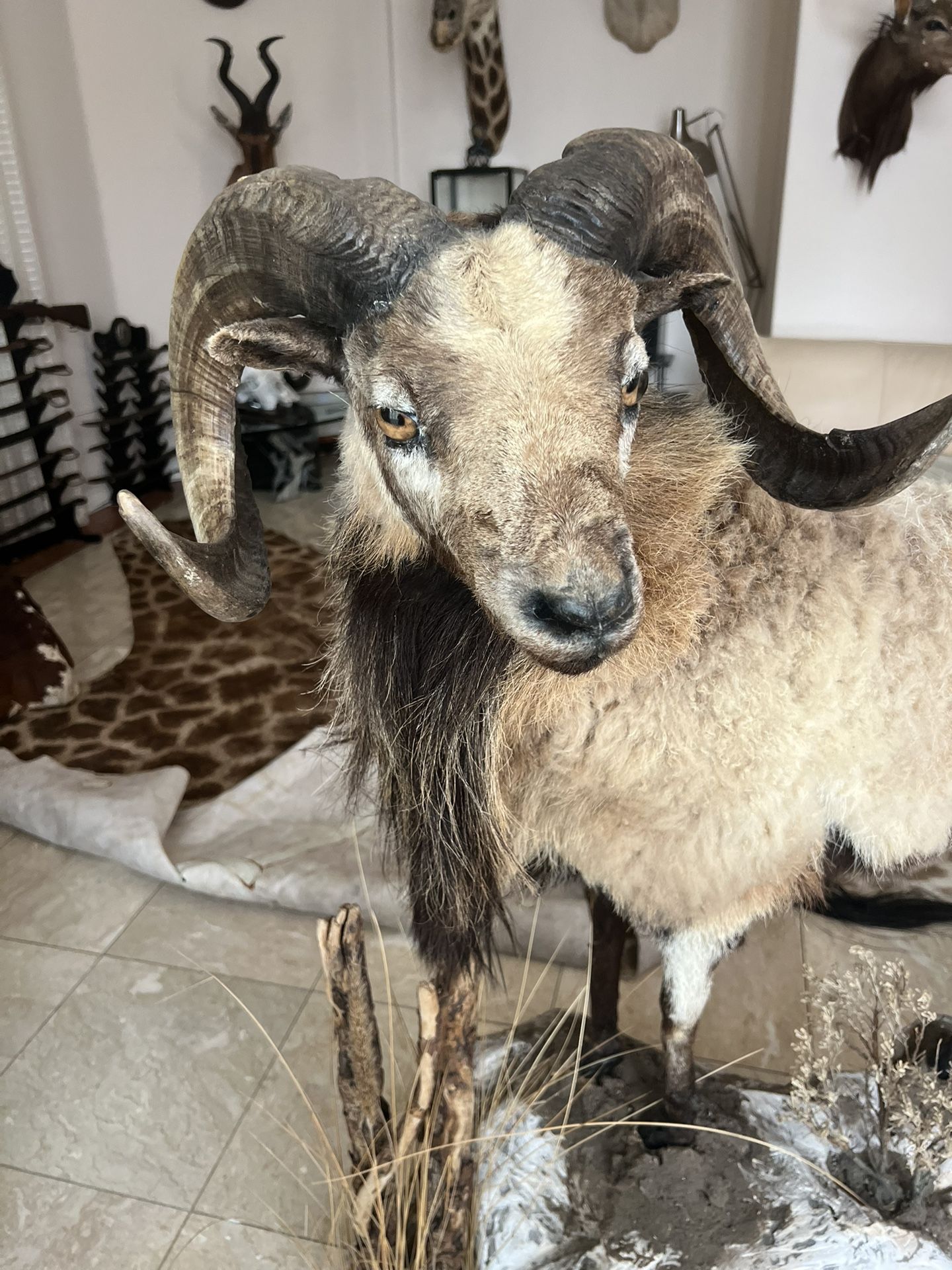 California Bighorn Sheep  Taxidermy Mount