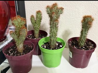 ❤️Cereus repandus (also known as Peruvian Apple Cactus 4” pot $7 EACH❤️PLS READ DESCRIPTION