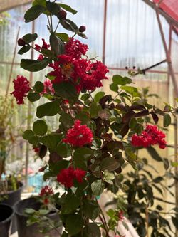 Red Crepe Myrtle Flowering Plant