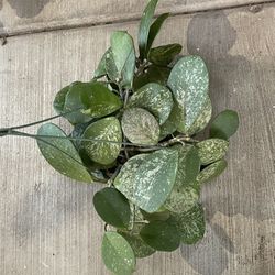 6” hoya obovata splash