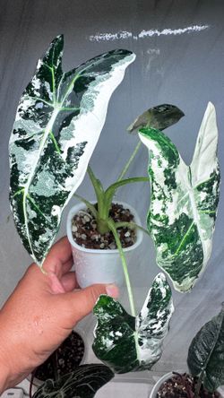 Alocasia Frydek Albo variegated