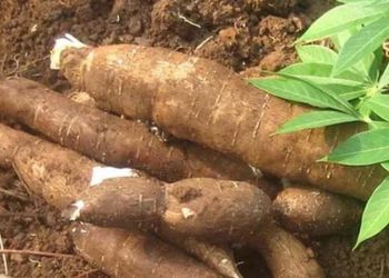 5 Cassava cuttings
