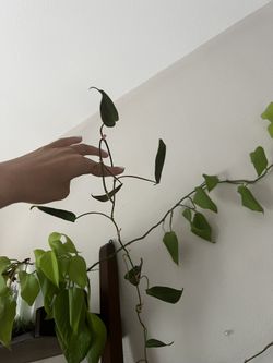 6 Leaf Micans Cutting