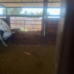 Fresh 100% ORGANIC HORSE FERTILIZER 