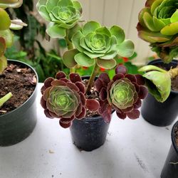 Aeonium Canariense- Canary Island Aeonium