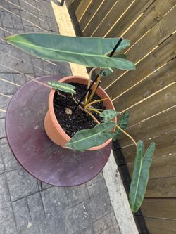 Philodendron Billietiae