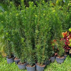 Huge Beautiful Podocarpus Over 4 Feet Tall Instant Primary Hedge For Fence Green Full