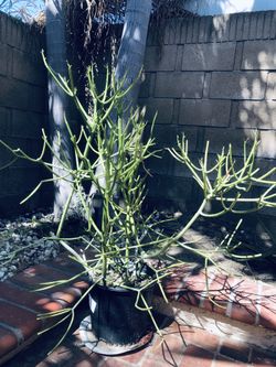 Succulent Plant