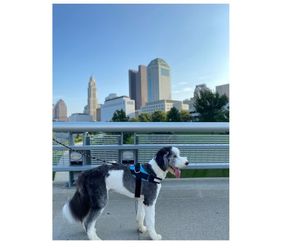 Dog harness Large