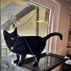 Kitty Cot Cat Perch