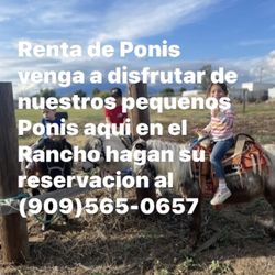 Pony Saddle