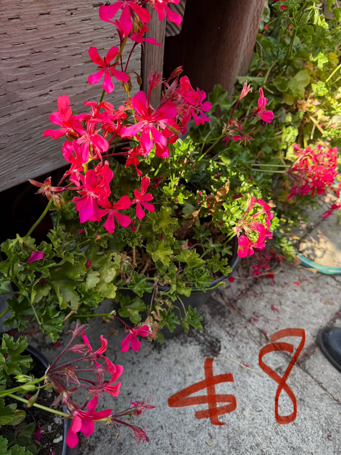 Geraniums