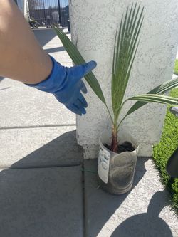 Pequeña palma por $5